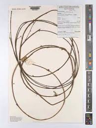 Image result for Buchnerodendron lasiocalyx