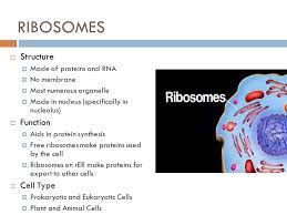 Proteins are used in almost all cellular functions; What Is The Function Of The Ribosomes In An Animal Cell