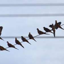 Oiseau sur fil électrique