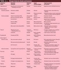 Principal Endocrine Glands And Hormones Endocrine Hormones