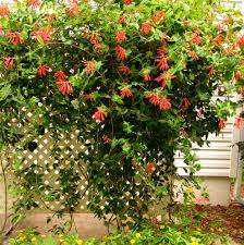 We did not find results for: Florida Native Plant Society Fnps