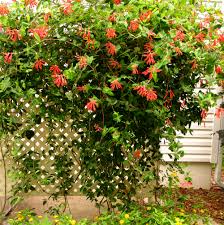 See our feature on native penstemon. Florida Native Plant Society Fnps