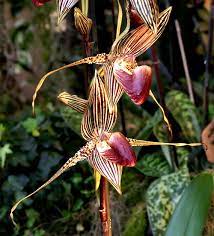 Pin On Most Expensive Orchids