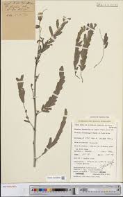 Image result for Triumfetta dekindtiana