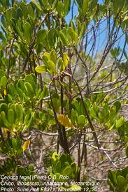 Image result for Ceriops