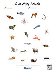 Pin By Teacher Timo On Classifying Animals Vertebrates