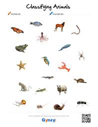 pin by teacher timo on classifying animals vertebrates