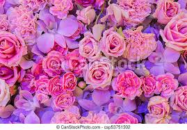 A bouquet of red roses, a bunch of beautiful yellow chrysanthemums, pictures of flowers. Pink Flower Background Of Rose Carnation And Orchid Canstock