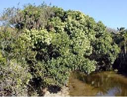Image result for Olea capensis