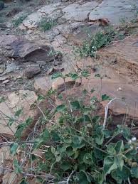 Image result for Commicarpus