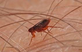 Apply insecticide granules applying a granule insecticide are a great method of eliminating fleas in your yard. 5 Reasons Why You Re Attracting Fleas To Your Yard
