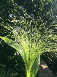 Image result for Panicum pilgeri