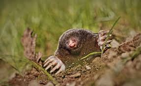 * a l'aide d'une bêche, creuser un trou de la même dimension que le piège, en vous assurant que le trou soit bien dans l'alignement. Comment Faire Pour Attraper Une Taupe Dans Son Jardin Avec Piege A Taupe