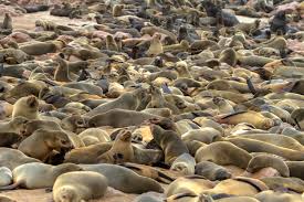 This is a list of the bird species recorded in namibia.the avifauna of namibia included a total of 699 confirmed species as of may 2020, of which one is endemic, 83 are rare or vagrants, and four have been introduced by humans. Alone A Trek To Namibia S Skeleton Coast Surfline