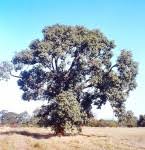 Image result for Secamone stuhlmannii