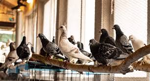 Chances are that you already love birds or you wouldn't be considering keeping a pigeon in. Great Lakes Pigeon Rescue Pigeon Rescue
