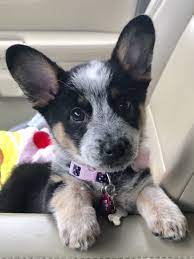 Charming corgi puppies available for sale. Cowboy Corgi Puppy Named Dixie Heeler Puppies Austrailian Cattle Dog Cattle Dogs Rule