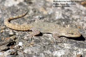 Image result for Kotschya carsonii