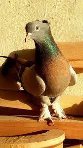 laura rebick adli kullanicinin guvercin pidgeon panosundaki pin guzel kuslar hayvanlar kus