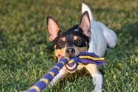 Super simple diy frozen socks dog toy. 6 Homemade Dog Toys To Keep Them Busy Patchpuppy Com