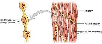 Smooth muscle cell labeled diagram ~ diagram. Smooth Muscle Wikipedia