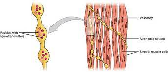 An action potential from a motor neuron triggers the release of acetylcholine into the motor end plate; Smooth Muscle Wikipedia