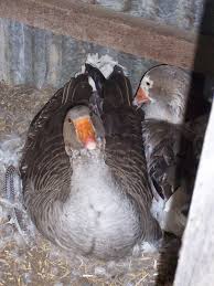 If raised the right way they will become friends for life. Pretending To Farm What S Good For The Goose Geese Breeds Goose Pet Ducks