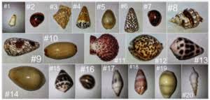 Chromebook Lesson Ideas Cone Snail Classification