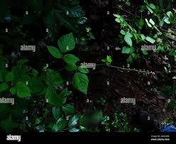 Image result for Pseudarthria