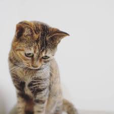 3840x2400 sad cat face 4k ultra hd wallpaper high quality walls>. Cuddle With This Sad Kitty Meow Moe