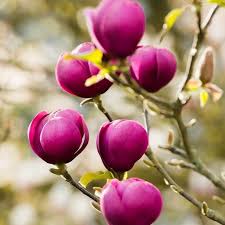 Multi Color Magnolia Seeds 10pcs Pack Beautiful Flowers Flowering Trees Flower Seeds