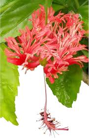Image result for Hibiscus schizopetalus