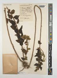 Image result for Anisopappus chinensis