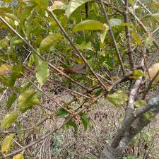 Image result for Erianthemum ngamicum