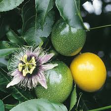 Image result for Passiflora edulis