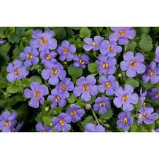150mm Bacopa Blue Garden Jewels Plants Bacopa Blue Garden