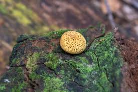 Image result for Scleroderma citrinum