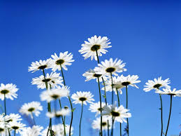 Desktop pc, laptop, mac, iphone, ipad, android mobiles, tablets, windows phones. 40 Daisy Wallpapers Hd Download Free Backgrounds