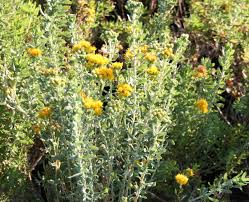 Image result for Isonema