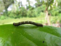 We did not find results for: How To Get Rid Of Garden Pests Without Chemicals Greener Ideal