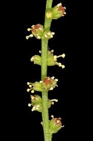 Image result for Lophiocarpus tenuissimus