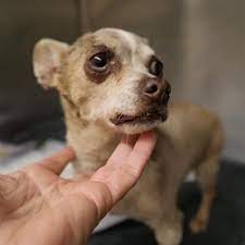 Petharbor Com Animal Shelter Adopt A Pet Dogs Cats Puppies Kittens Humane Society Spca Lost Found Animal Shelter Humane Society Kittens