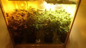 Check spelling or type a new query. 315w Cmh Grow Journal