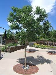 Japanese Pagoda Tree Japanese Pagoda Watering Trees Deciduous Trees