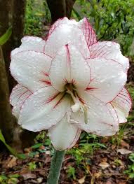 Image result for Hippeastrum