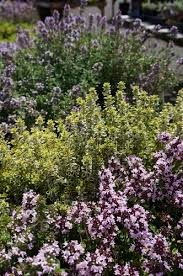 How to propagate thyme 'archers gold' division. Thymus Pulegioides Archer S Gold Thymus Citriodorus Archer S Gold Thymus Pulegioides Archer S Gold Thymus Serpyllum Citratus Plant Lust