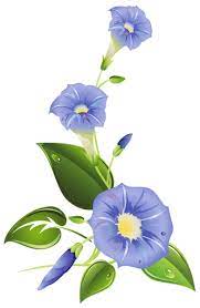 Ipomoea Png Clipart Morning Glory Flowers Blue Morning Glory Flower Illustration