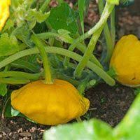 We did not find results for: What To Make Of Patty Pan Squash Or Petit Pan Squash Growing Squash Container Gardening Vegetables Growing Vegetables In Containers
