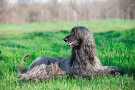 Below is the list of puppy for sale ads on our site. Most Expensive Dog Breeds In The World Work Money