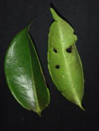 Image result for Scytopetalum